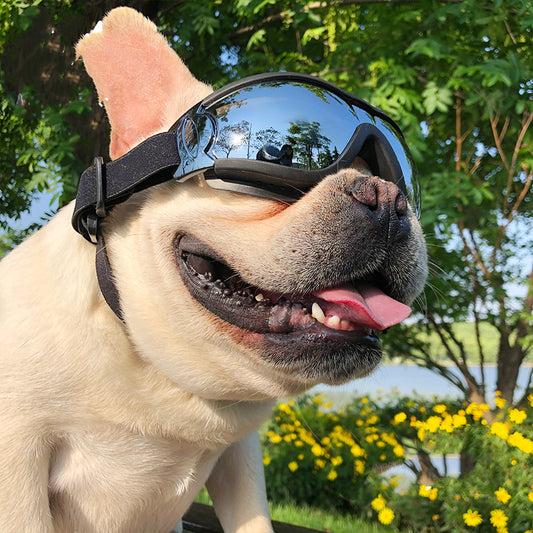 Pet Windproof Goggles Accessory