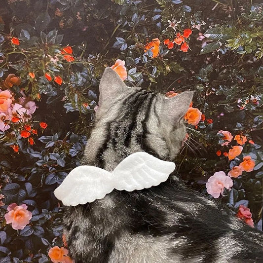 White Collar Angel Wing Accessorie